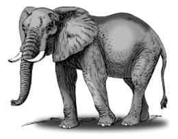 Colored elephant