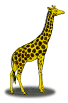 Animals - Colored giraffe 