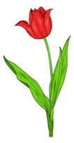 Colored Tulip