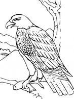 Objects - Coloring Book Bald Eagle clip art 