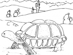 Objects - Coloring Book Desert Tortoise clip art 