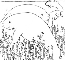 Objects - Coloring Book Manatee clip art 