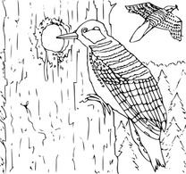 Objects - Coloring Book Woodpecker clip art 
