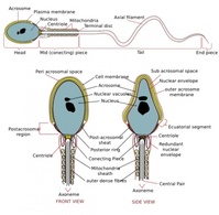 Business - Complete Diagram Of A Human Spermatozoa clip art 