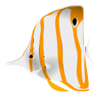 Copperband Butterflyfish Preview