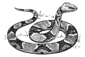 Animals - Copperhead Grayscale 