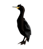 Animals - Cormorant 