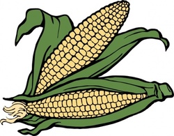 Food - Corn clip art 