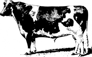 Cow clip art