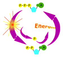 cycle ATP 