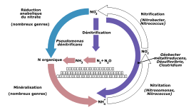 Cycle de l'azote
