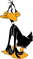 Daffy 17