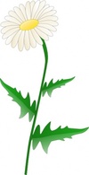 Nature - Daisy clip art 