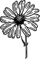 Nature - Daisy clip art 