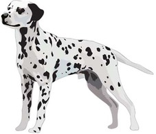 Animals - Dalmation Vector 5 