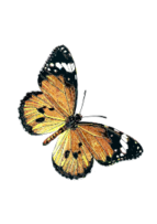 Danaus chrysippus