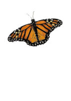 Danaus plexippus