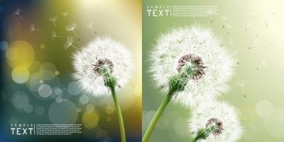 Backgrounds - Dandelion Vector 