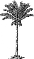 Nature - Date Palm clip art 