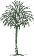 Flowers & Trees - Date Palm clip art 