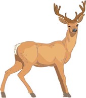 Deer 1