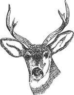 Animals - Deer Head clip art 