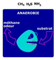 Degradation Anaerobie