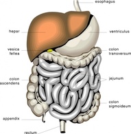 Digestive Organs Medical Diagram clip art