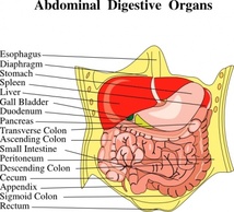 Digestive Organs Medical Diagram clip art