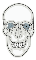 Digitalized Human Skull