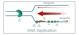 DNA Replication Preview