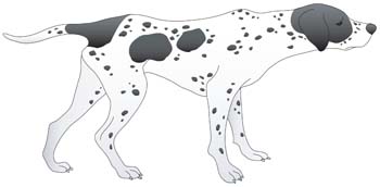 Animals - Dog collection vector 8 