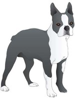 Animals - Dog Vector 10 