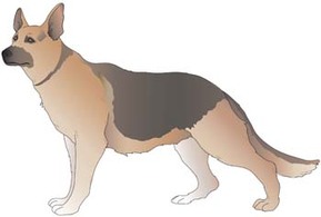 Animals - Dog vector collections 7 