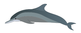 Dolphin 