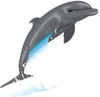 Animals - Dolphin Vector 6 