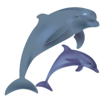 Dolphins delfinai
