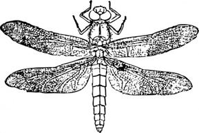 Dragon Fly clip art