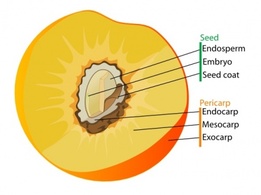 Food - Drupe Fruit Diagram En clip art 