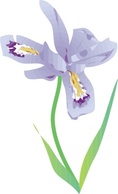 Dwarf Lake Iris clip art Preview