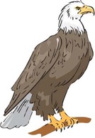 Eagle vector 2