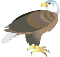 Eagle vector 7