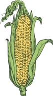 Ear Of Corn Colored clip art Preview