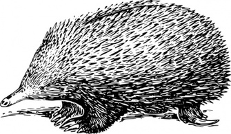 Echidna clip art Preview