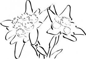 Flowers & Trees - Edelweiss clip art 