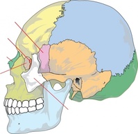 Education Science Skull Human Medicine Medical Biology Learning Nolables Preview