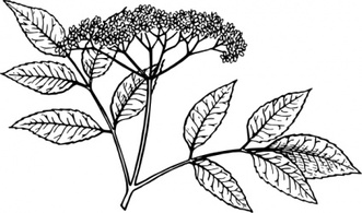 Elderberry clip art 