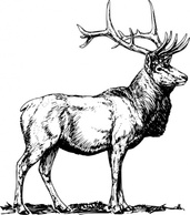 Elk clip art