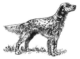 English setter grayscale Preview