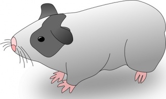 Cartoon - Ernes Cavia Guinea Pig clip art 